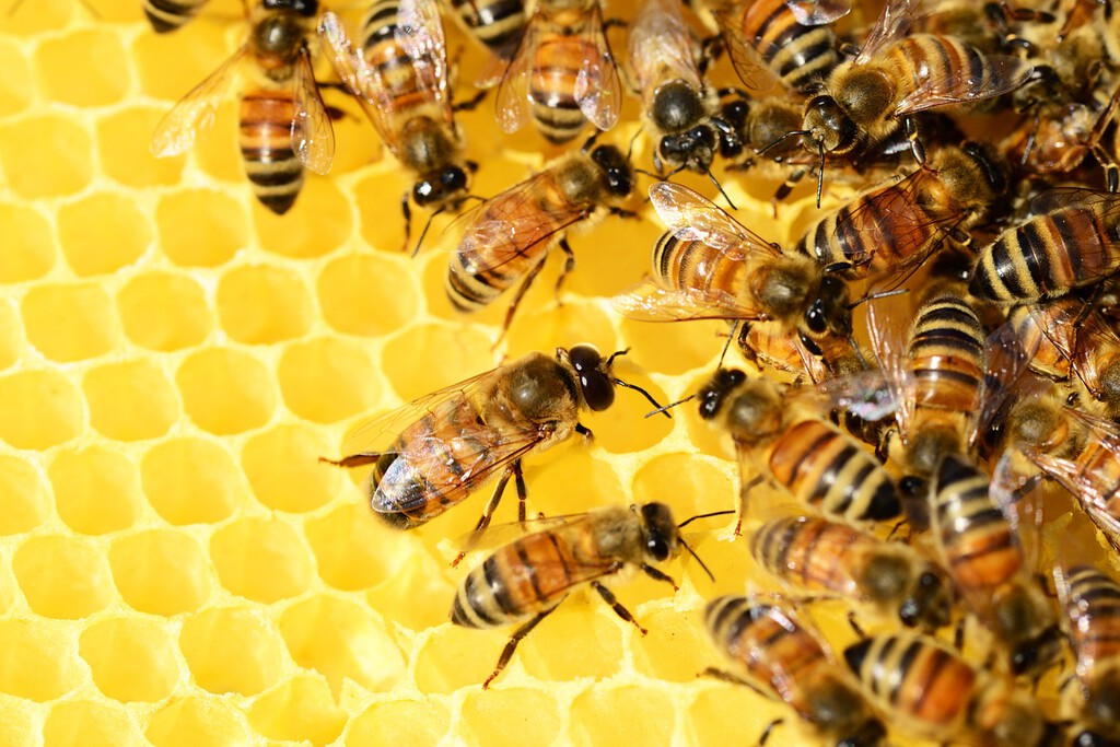 Salgın nedeniyle sosyal mesafe sadece insani bir şey değil: Karıncalar ve arılar da hastalandıklarında karantinaya alıyor