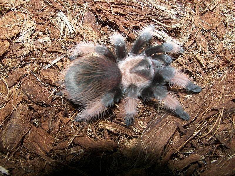 Evcil hayvan olarak sahip olabileceğiniz beş örümcek türü