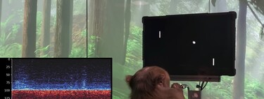 Pong oynayan bir maymun, Elon Musk'ın beyni bilgisayarlara bağlama projesi Neuralink'in ilk gösterimi.