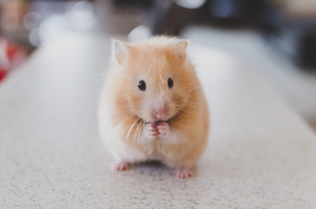 Hong Kong, COVID salgınına neden olduğundan şüphelenilen 2.000 hamsteri itlaf edecek: şimdi hayvanlar ve koronavirüs hakkında bildiklerimiz